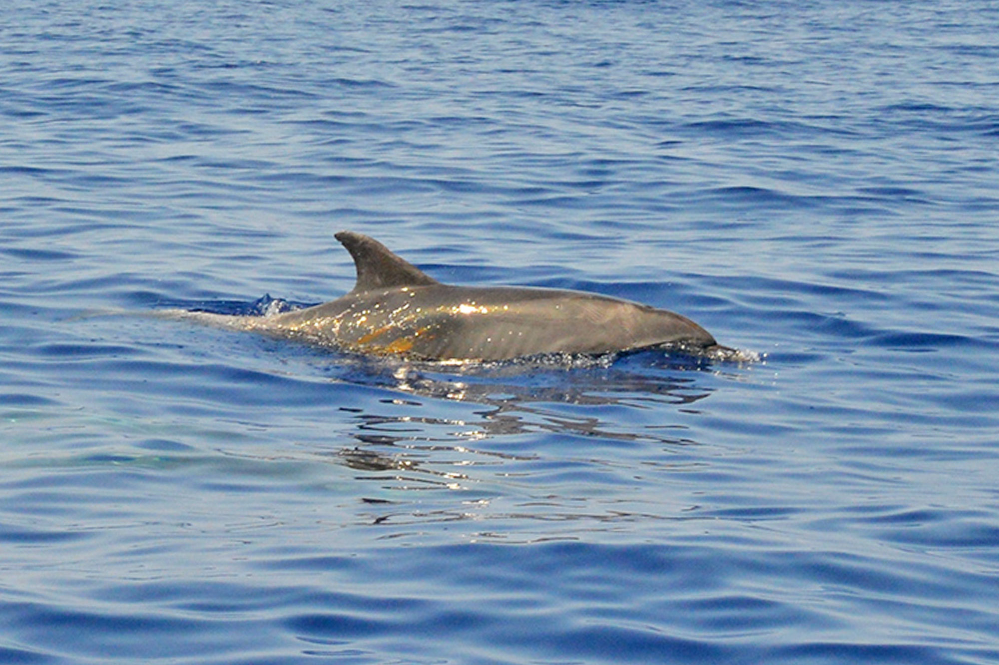 Residence Villa Grazia