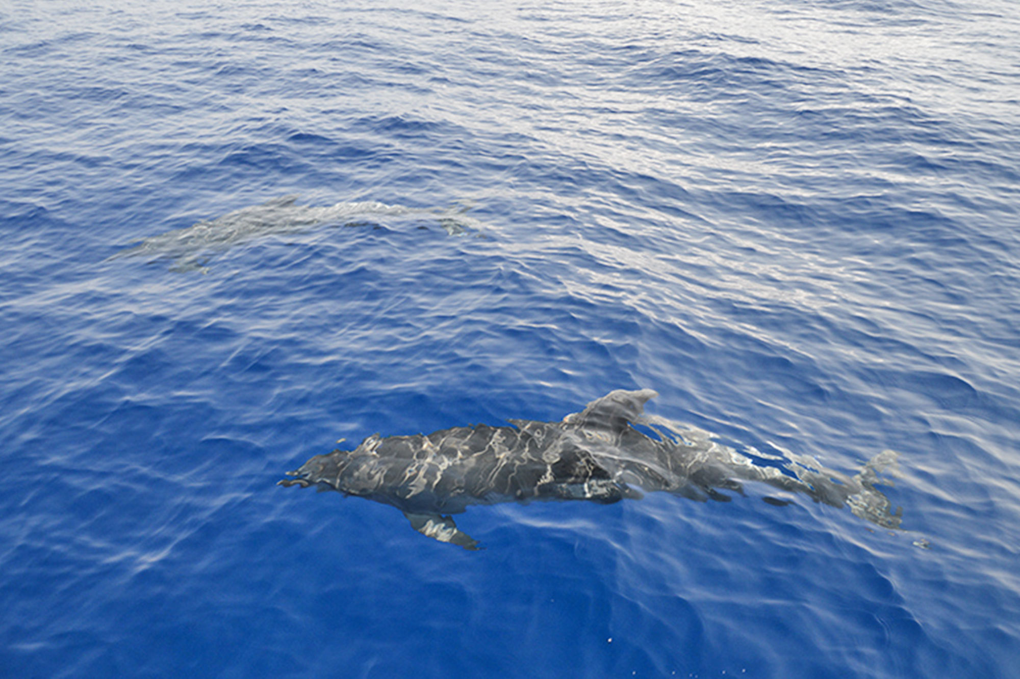 Residence Villa Grazia